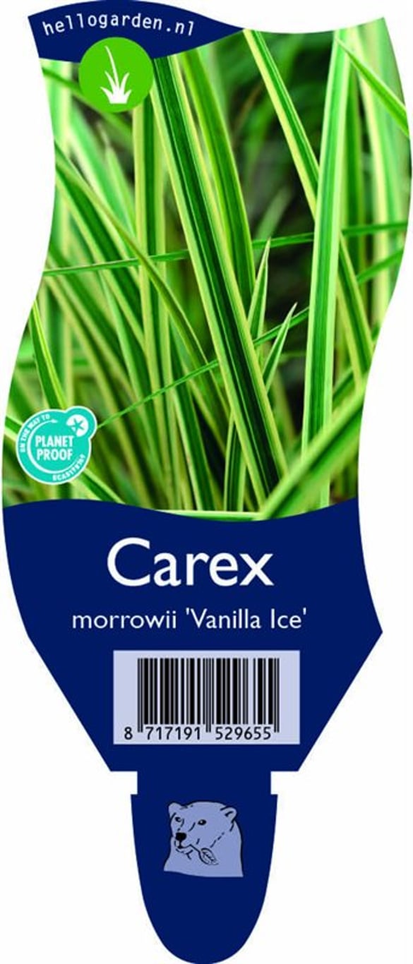 Carex morrowii 'Vanilla Ice' - P11